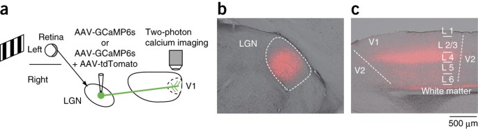 Laminar Differences In The Orientation Selectivity Of Geniculate Afferents In Mouse Primary Visual Cortex Nature Neuroscience