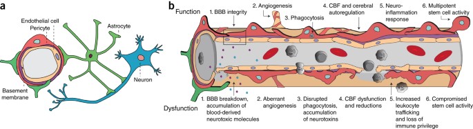 Pericytes Of The Neurovascular Unit Key Functions And