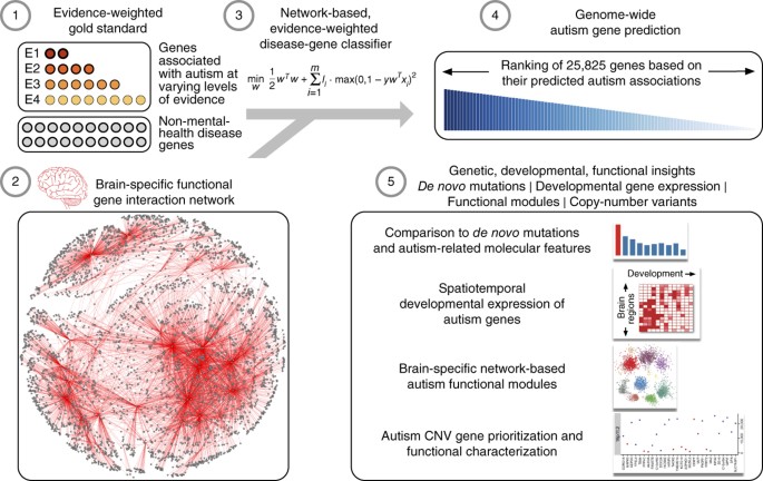 Udlænding spansk bakke Genome-wide prediction and functional characterization of the genetic basis  of autism spectrum disorder | Nature Neuroscience