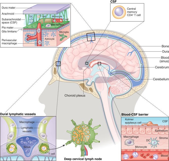 The Role Of Peripheral Immune Cells In The Cns In Steady State And Disease Nature Neuroscience