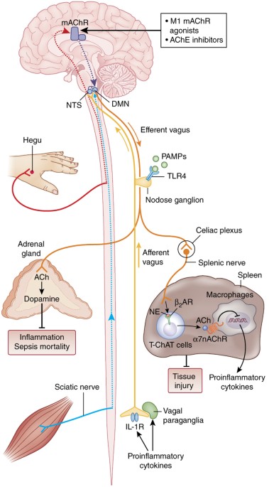 Neural regulation of immunity: molecular mechanisms and clinical translation | Nature Neuroscience Neural regulation of immunity: molecular mechanisms and clinical translation | Nature Neuroscience