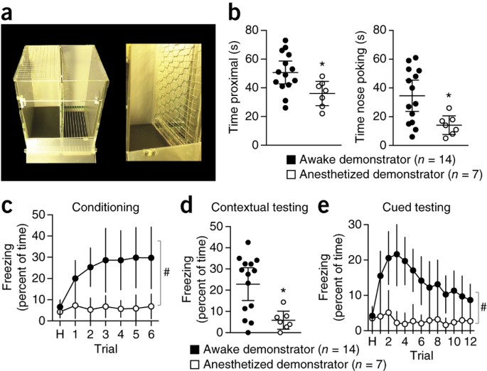 An Intra Amygdala Circuit Specifically Regulates Social Fear Learning Nature Neuroscience