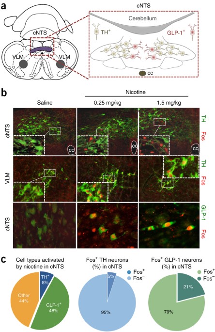 GLP-1 acts on habenular avoidance circuits to control nicotine intake | Nature Neuroscience GLP-1 acts on habenular avoidance circuits to control nicotine intake | Nature Neuroscience