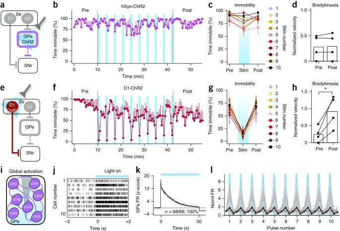 Cell Specific Pallidal Intervention Induces Long Lasting Motor Recovery In Dopamine Depleted Mice Nature Neuroscience