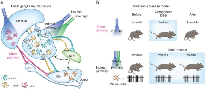 A cell-type-specific jolt for motor disorders | Nature Neuroscience