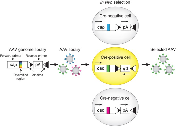 Created Viruses Go Global Nature Neuroscience