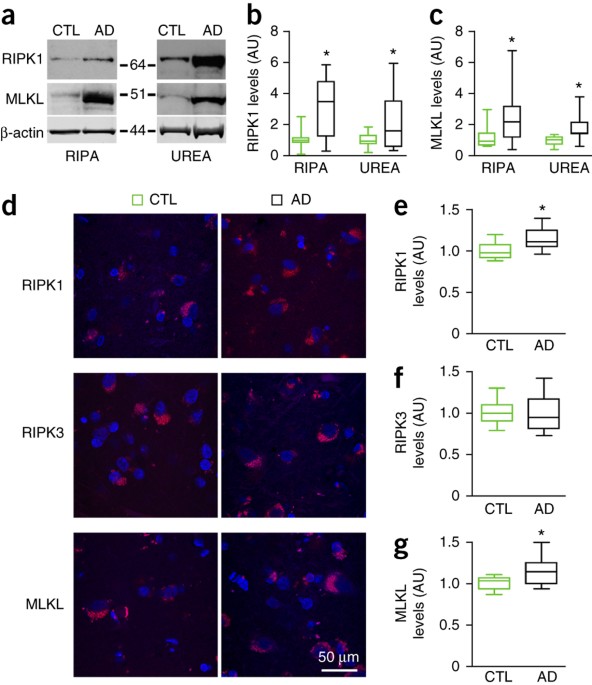 necroptosis activation in alzheimer s disease nature neuroscience