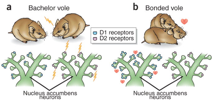 Monogamy: dopamine ties the knot | Nature Neuroscience