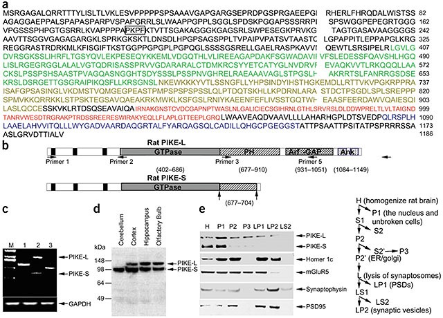Pi3 kinase enhancer–homer complex couples mgluri to pi3 kinase, preventing neuronal apoptosis
