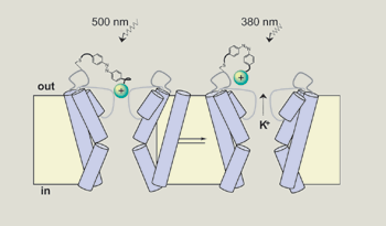 A molecular light switch turns off neural activity