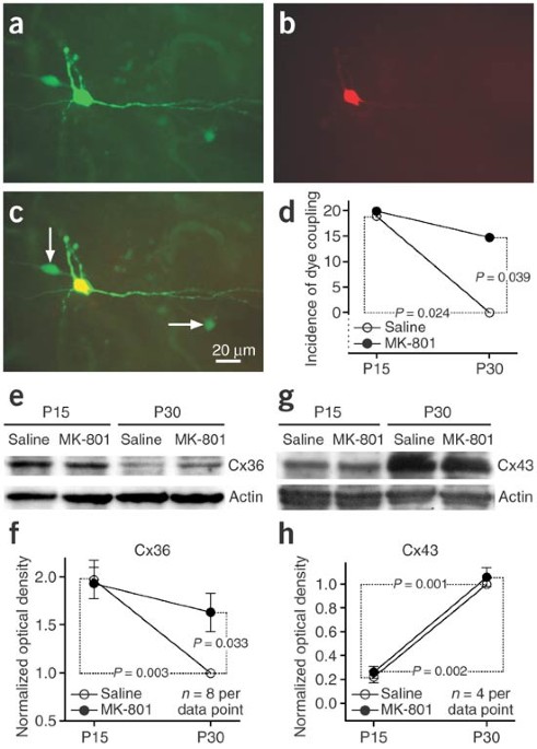 NMDA receptors regulate developmental gap junction uncoupling