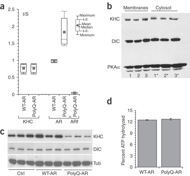 Jnk mediates pathogenic effects of polyglutamine-expanded androgen receptor on fast axonal transport