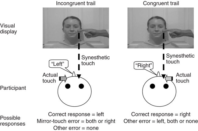 Mirror-touch synesthesia is linked with empathy | Nature Neuroscience Mirror-touch synesthesia is linked with empathy | Nature Neuroscience