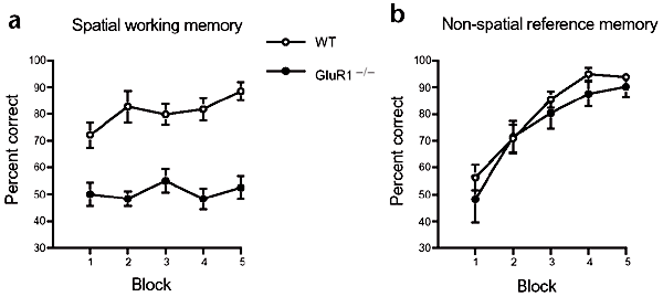 Spatial memory dissociations in mice lacking GluR1