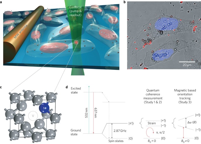 Quantum measurement and orientation tracking of fluorescent nanodiamonds inside living cells
