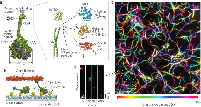 Creating biomolecular motors based on dynein and actin-binding proteins |  Nature Nanotechnology