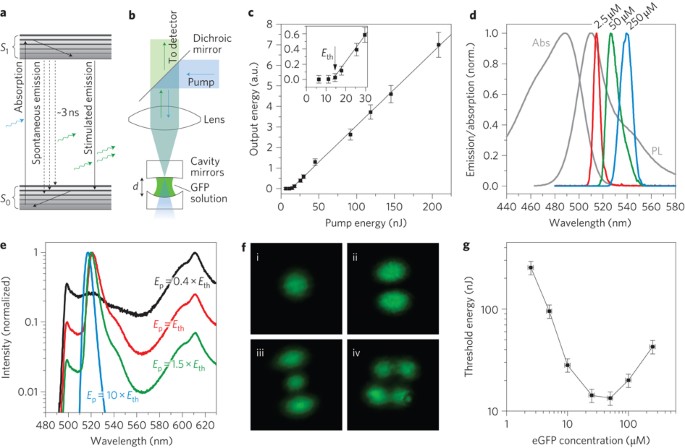Single-cell biological lasers | Nature Photonics