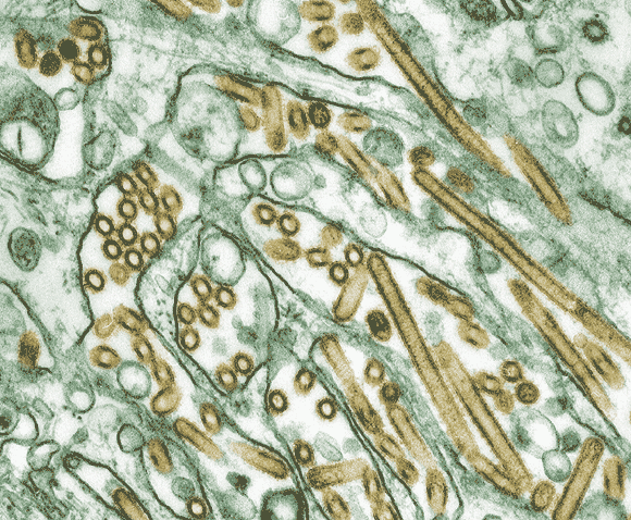 Simplifying biological complexity