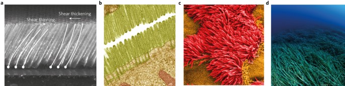 A Remedy For Thinning Hair Nature Physics
