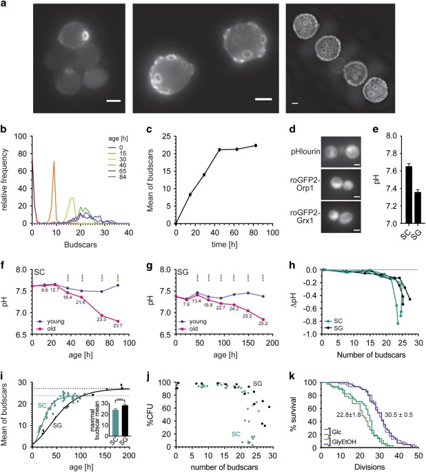 roe glutathione The oxidation state of the cytoplasmic glutathione redox system does not  correlate with replicative lifespan in yeast