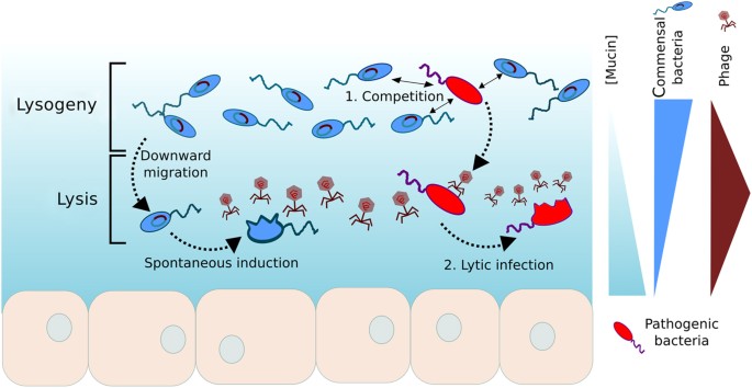 Piggyback-the-Winner in host-associated microbial communities