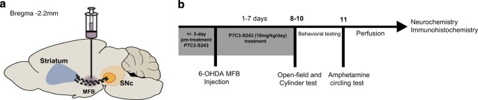 Protective Efficacy Of P7c3 S243 In The 6 Hydroxydopamine Model Of Parkinson S Disease Npj Parkinson S Disease