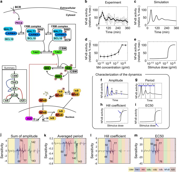 Oscillation Dynamics Underlie Functional Switching Of Nf Kb For B Cell Activation Npj Systems Biology And Applications