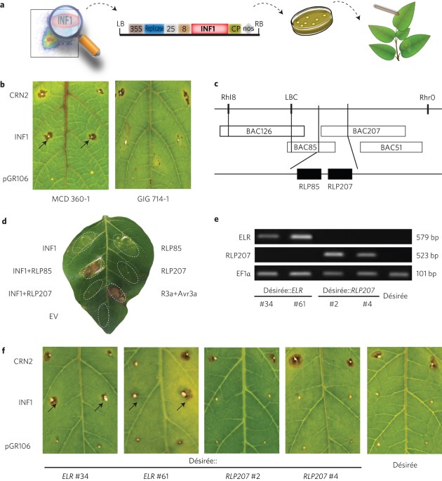 Elicitin recognition confers enhanced resistance to phytophthora infestans in potato