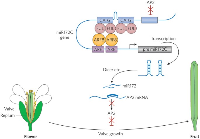 Fruit development: mirna pumps up the volume