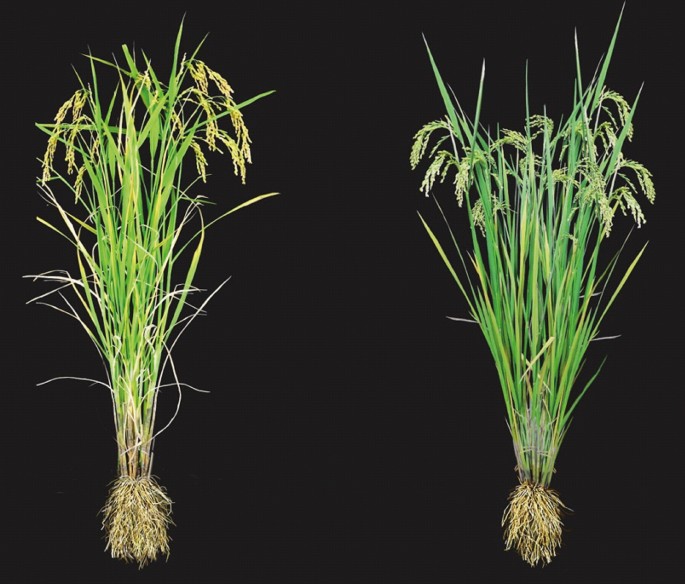 Nitrogen-use efficiency: Transport solution in rice variations | Nature Plants