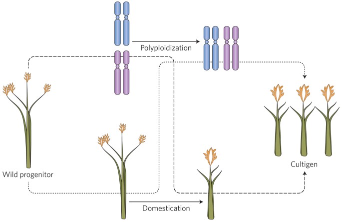 Domestication: Polyploidy boosts domestication | Nature Plants