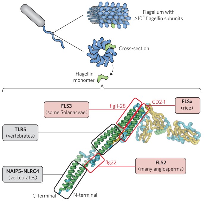 Immunity Flagellin Seen From All Sides Nature Plants