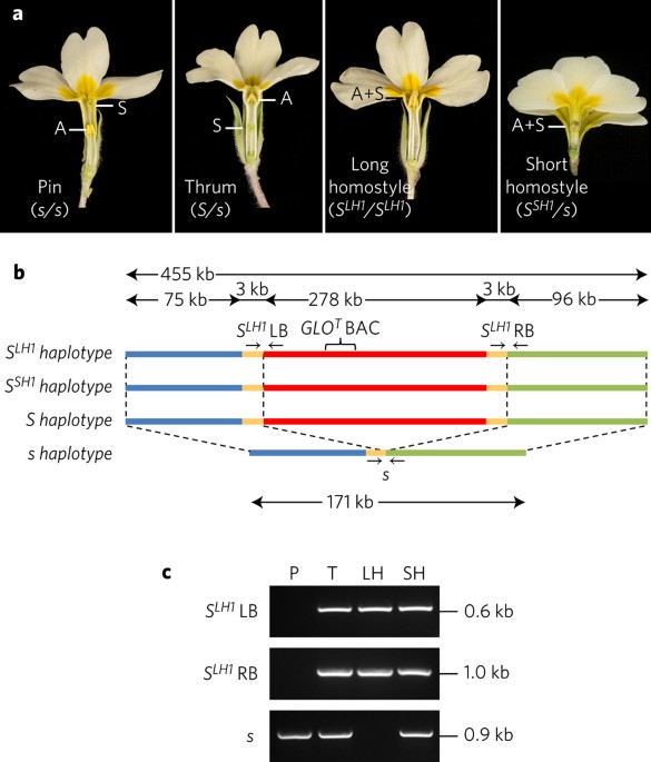 Genetic architecture and evolution of the S locus supergene in Primula vulgaris