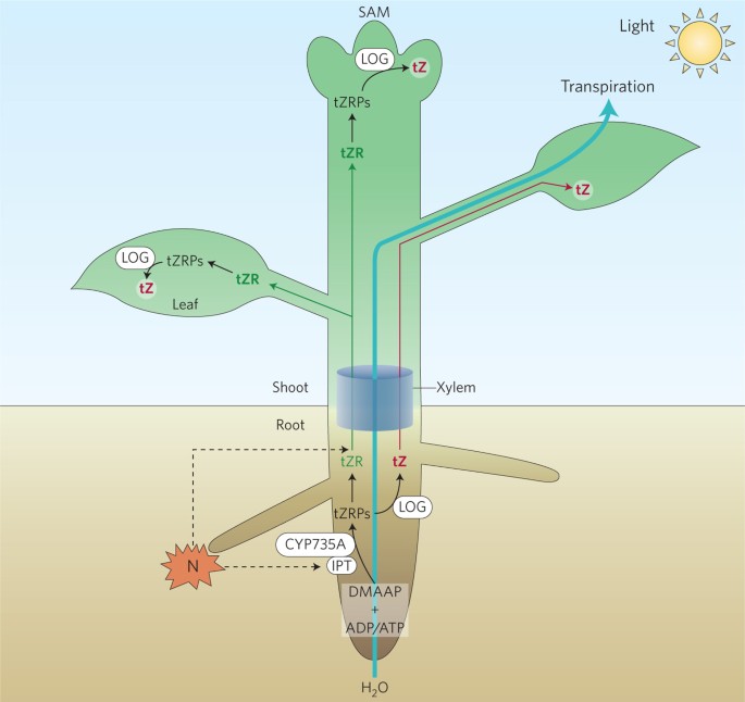 Cytokinin () Cytokinin