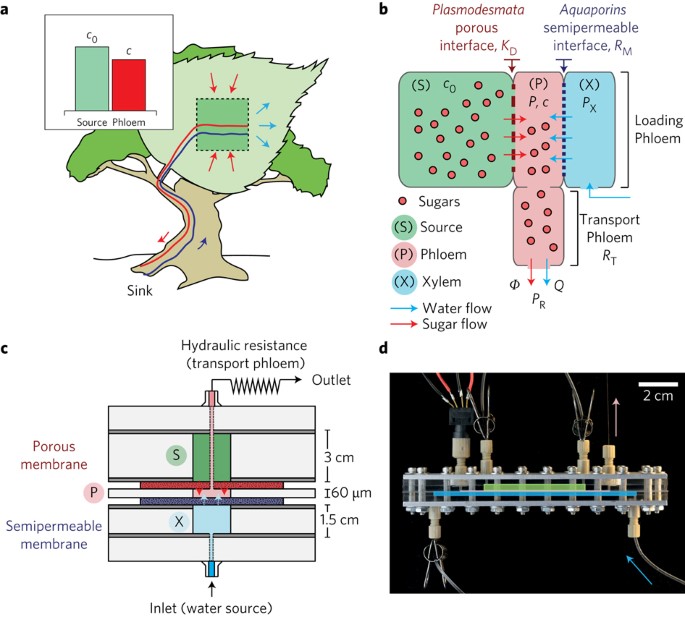 Passive Phloem Loading And Long-Distance Transport In A Synthetic  Tree-On-A-Chip | Nature Plants Passive Phloem Loading And Long-Distance Transport In A Synthetic  Tree-On-A-Chip | Nature Plants