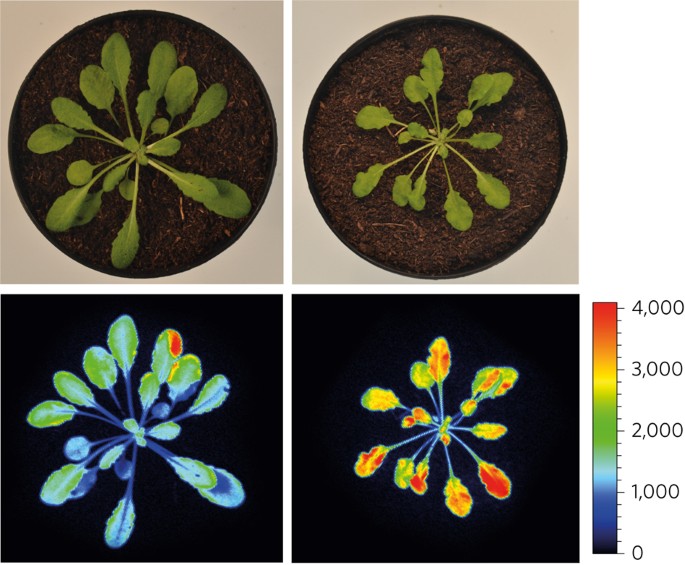 Two mechanisms for dissipation of excess light in monomeric and trimeric  light-harvesting complexes | Nature Plants