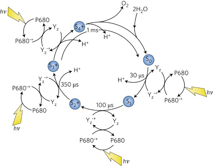 A mechanism for water splitting and oxygen production in 
