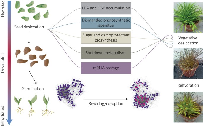 Desiccation tolerance: seedy origins of resurrection