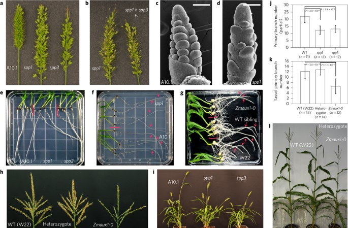 Sparse Panicle1 Is Required For Inflorescence Development In