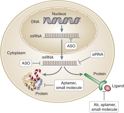 anti nmda receptor encephalitis clock