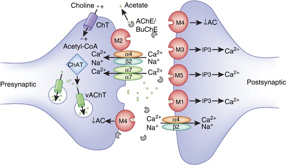 Muscarinic And Nicotinic Acetylcholine Receptor Agonists And Allosteric Modulators For The Treatment Of Schizophrenia Neuropsychopharmacology Muscarinic And Nicotinic Acetylcholine Receptor Agonists And Allosteric Modulators For The Treatment Of Schizophrenia Neuropsychopharmacology