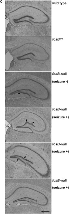 Erratum: fosb-null mice display impaired adult hippocampal neurogenesis and spontaneous epilepsy with depressive behavior