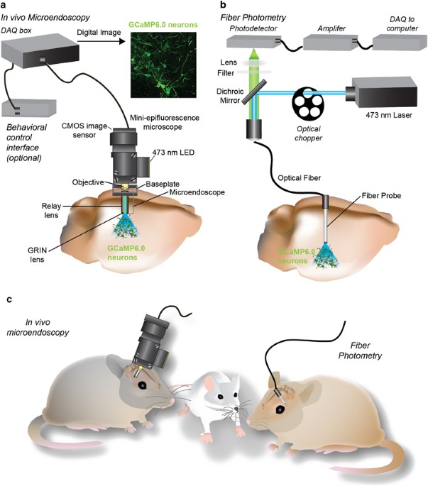 In vivo calcium imaging to illuminate neurocircuit activity dynamics underlying naturalistic behavior