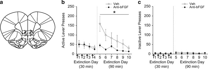 Blocking infralimbic basic fibroblast growth factor (bfgf or fgf2) facilitates extinction of drug seeking after cocaine self-administration