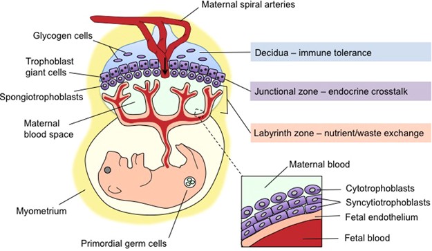 The Placenta As A Mediator Of Stress Effects On Neurodevelopmental Reprogramming Neuropsychopharmacology