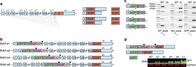 Functional Role of BDNF Production from Unique Promoters in Aggression and Serotonin Signaling