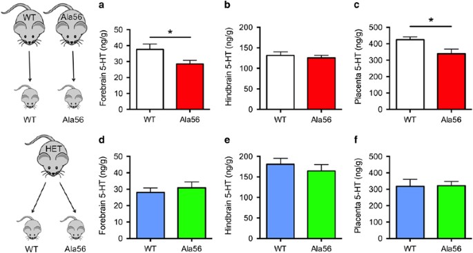 Impact Of Maternal Serotonin Transporter Genotype On Placental Serotonin Fetal Forebrain Serotonin And Neurodevelopment Neuropsychopharmacology Impact Of Maternal Serotonin Transporter Genotype On Placental Serotonin Fetal Forebrain Serotonin And Neurodevelopment Neuropsychopharmacology