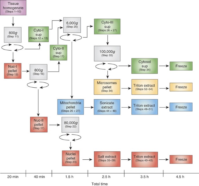 Tissue subcellular fractionation and protein extraction for ...
