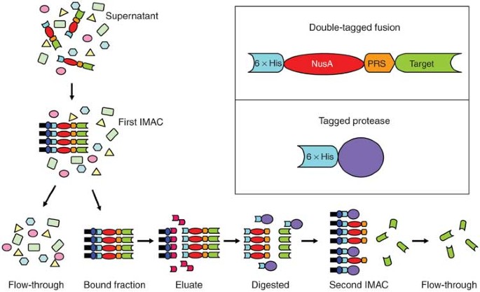 Two-step metal affinity purification of double-tagged (NusA–His6) fusion  proteins | Nature Protocols