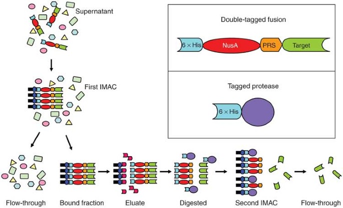 Two-step metal affinity purification of double-tagged (NusAHis6) fusion  proteins | Nature Protocols